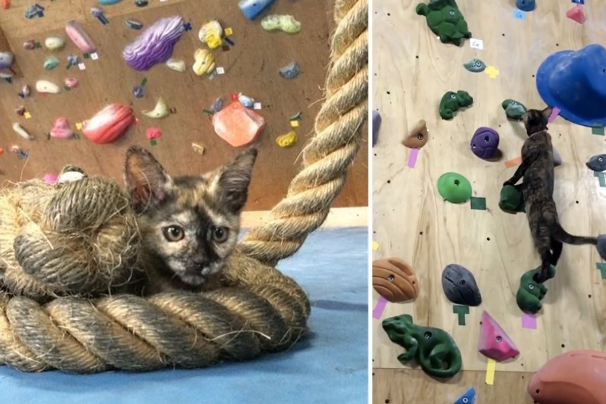Tortie Kitten Makes Gym Her Home and Shows Humans How to Climb Like a Pro