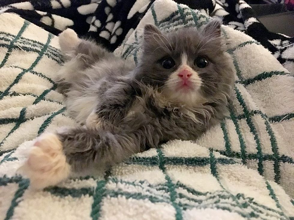 Special Kitten Brought Back From the Brink Wobbles His Way into Man's