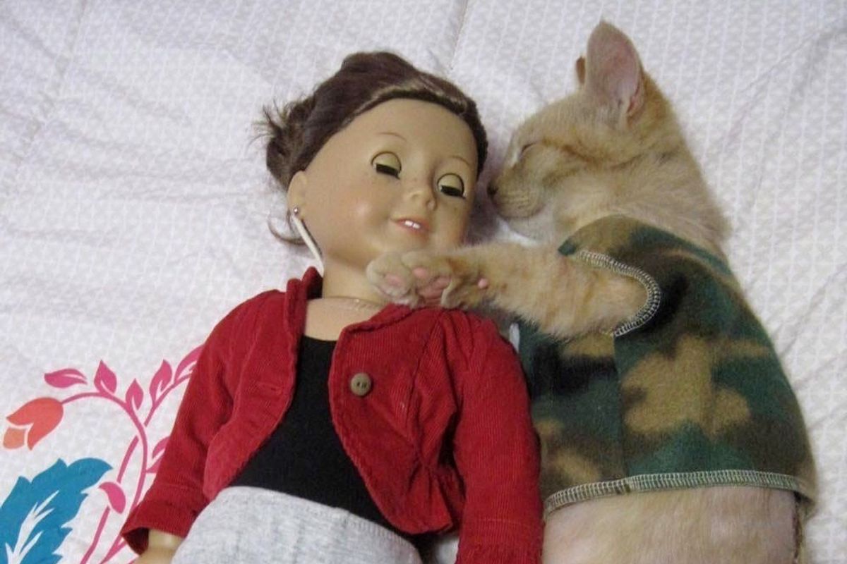 Injured Kitten Comforted by American Girl Doll Clothes, It Changes Everything..