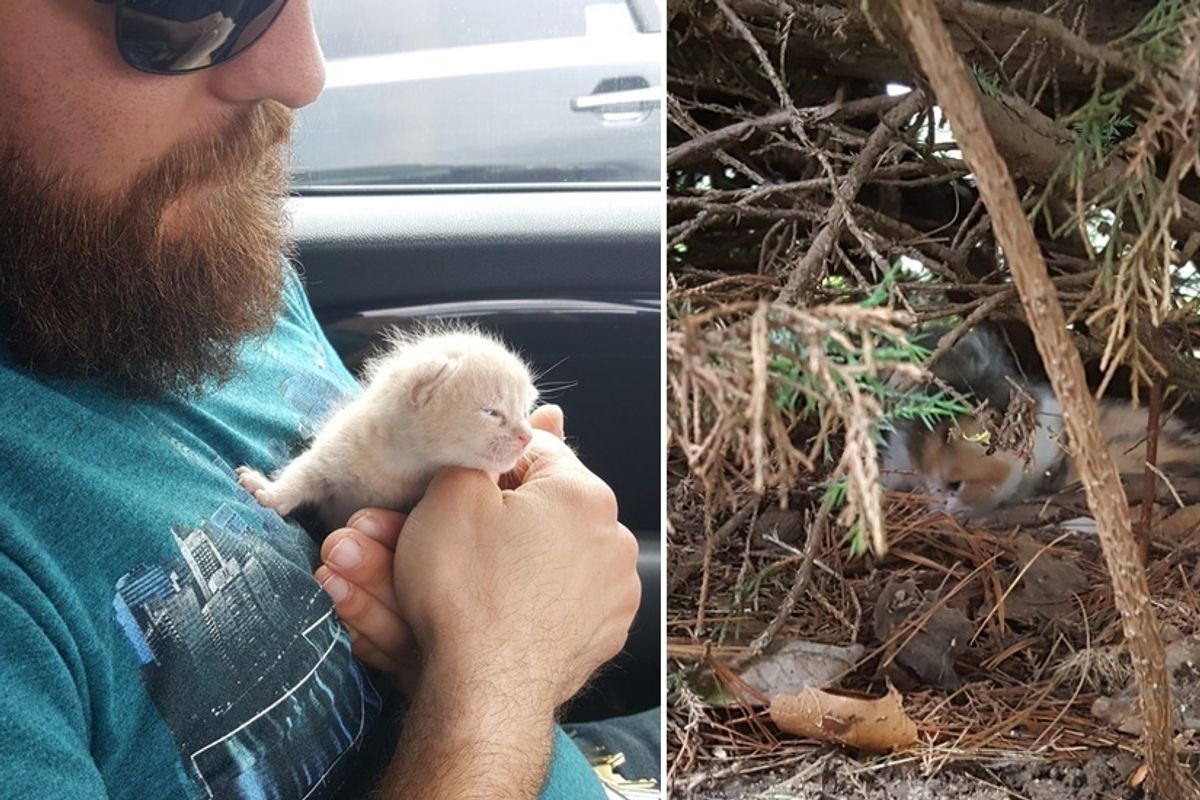 Family Heard Kitten Cries from Bush and Couldn’t Believe What They Found