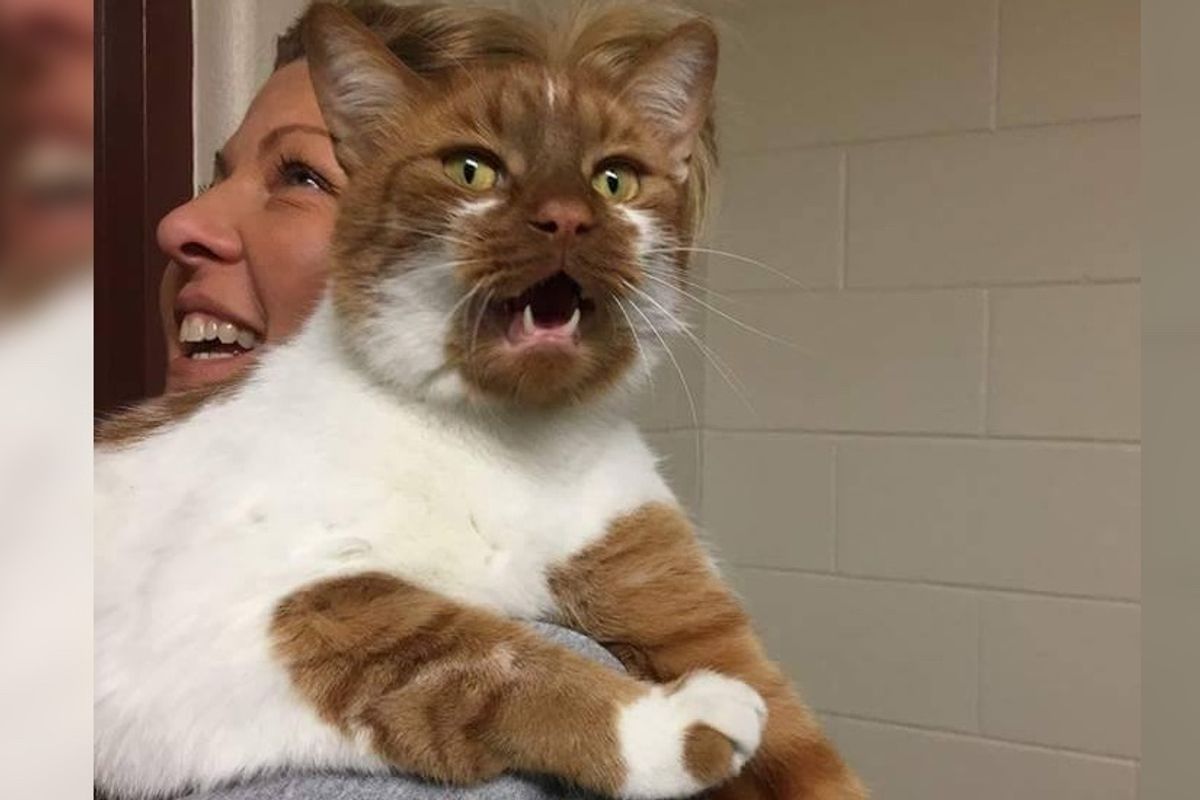 Shelter Cat Was Looking For Home, Ended Up Helping 10 Other Cats Get Adopted