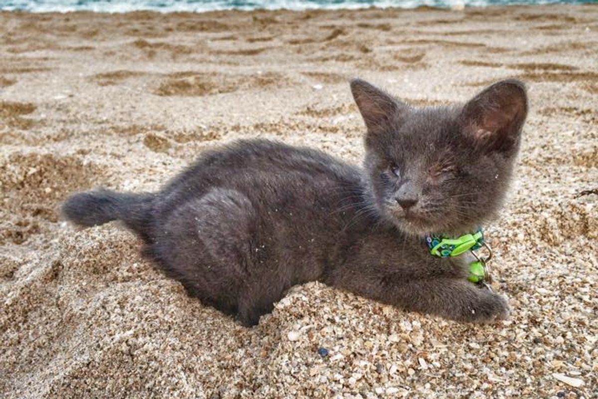 Blind Kitten with Weak Heart Lives Out Final Months With Bucket List Adventure