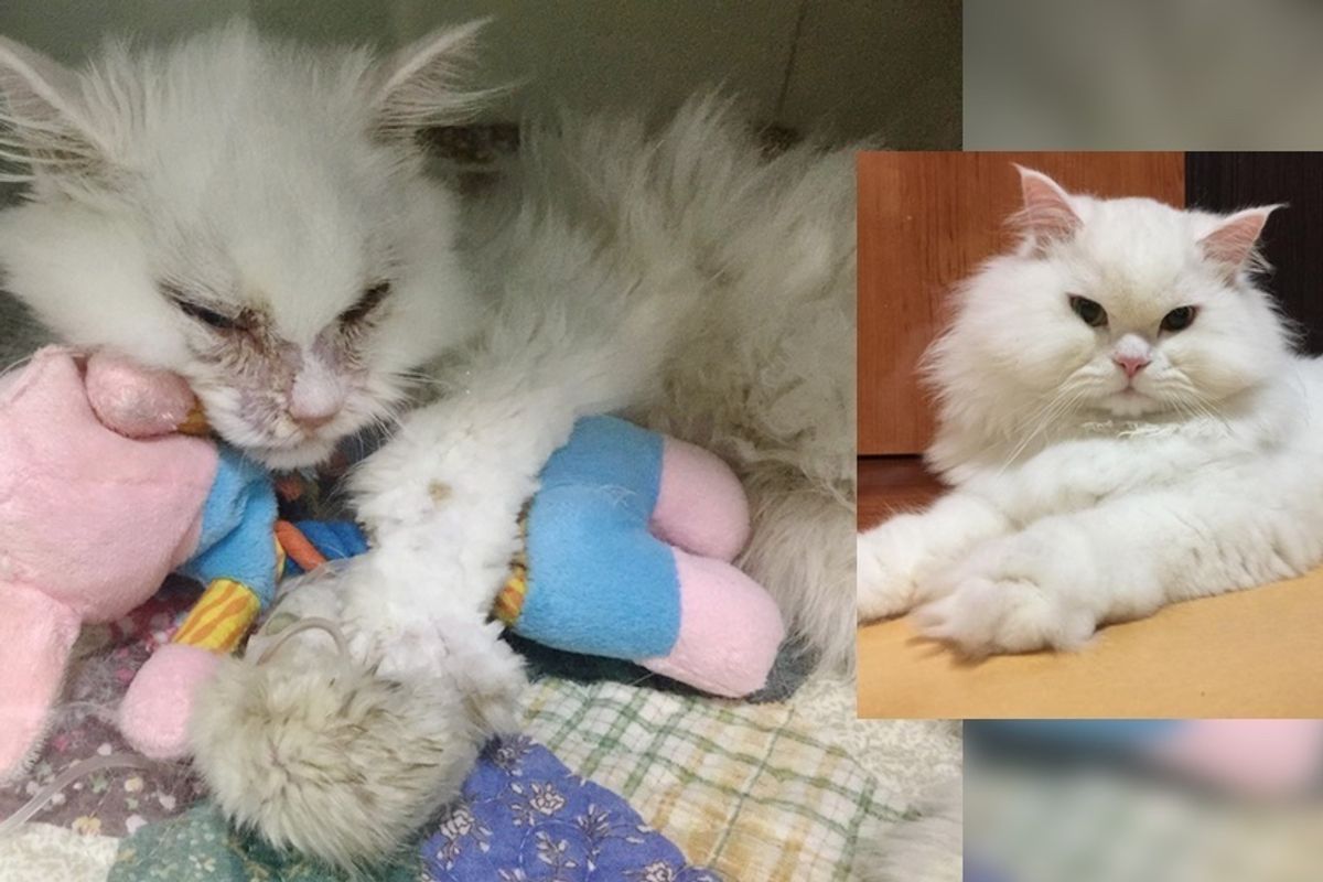 Woman Gives Cat a Chance While Others Say He's 'Not Worth It', a Month After Rescue...