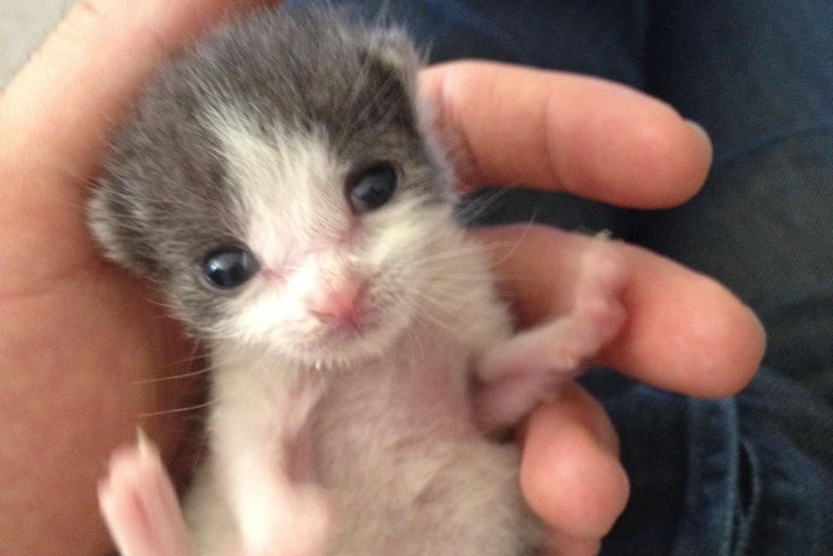 Man Saves Orphaned Kitten from Backyard and Raises Her into Snuggle Bug, Now a Year Later