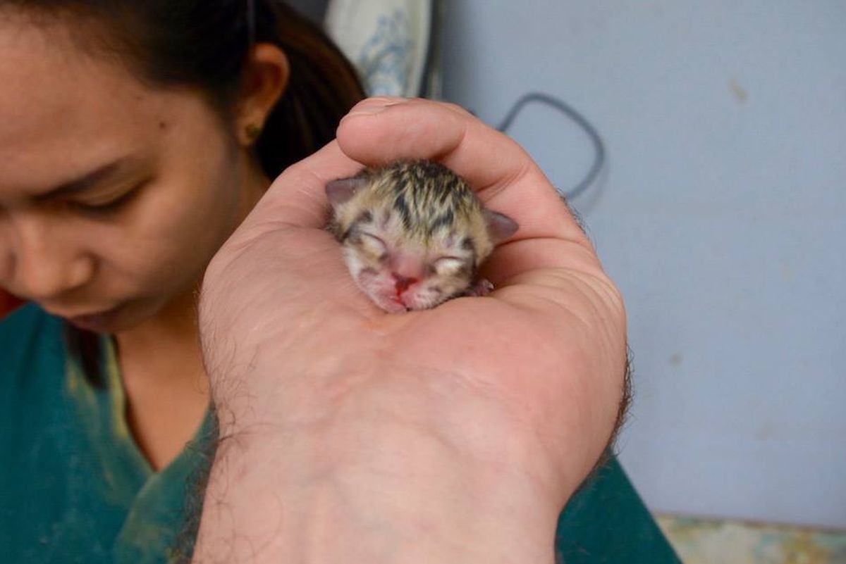 Family Finds Tiniest Kitten in Middle of Road, But He's Not What He Seems