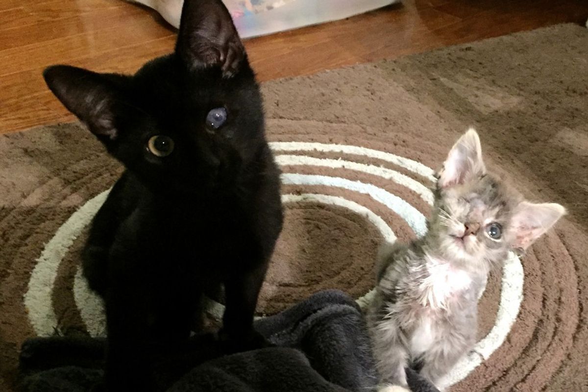 Two Orphaned Kittens, Though Disabled, Complete Each Other in a Special Way...