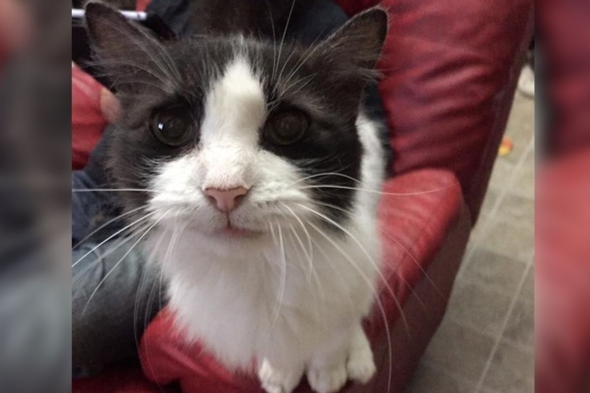 15 Year Old Rescue Cat is So Happy to Have New Home He Thanks in Crackly Meow.. (with updates)