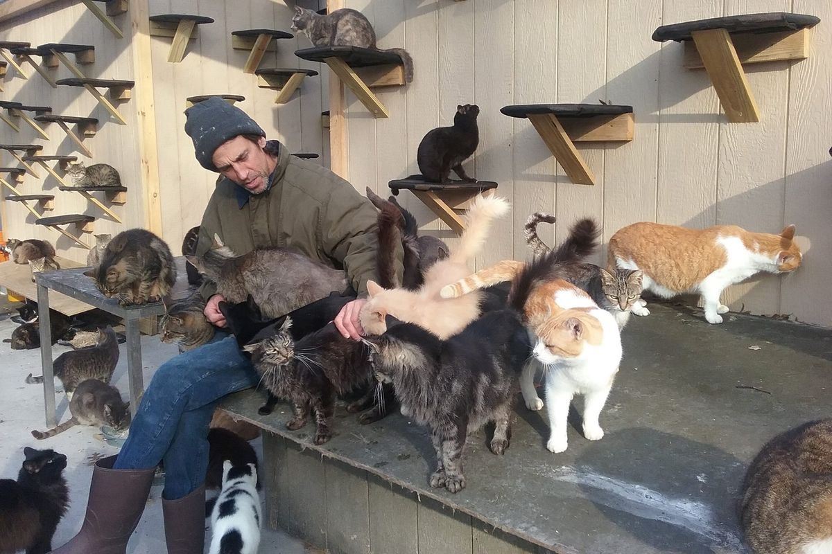 Man Saves Over 300 Homeless Cats After Losing His Son in an Accident