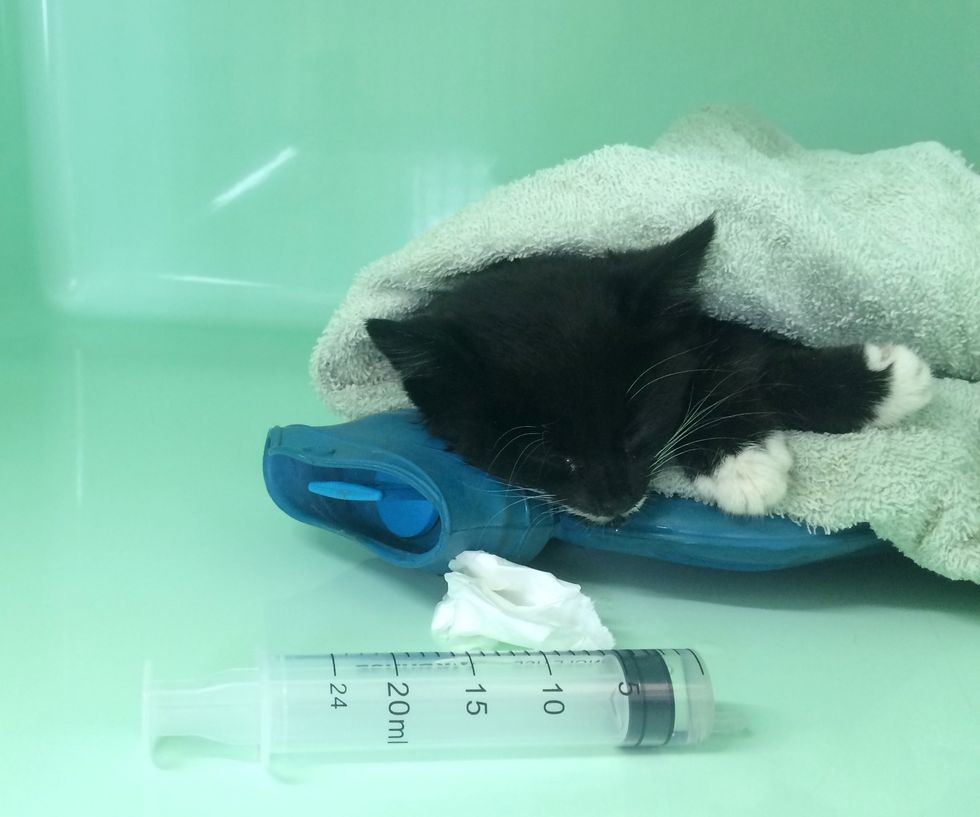 Kitten Brought in Completely Lifeless, After 3 Hours of ... Kitten Brought in Completely Lifeless, After 3 Hours of ...