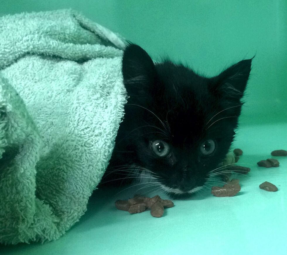 Kitten Brought in Completely Lifeless, After 3 Hours of Dripping Fluids