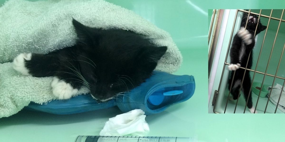 Kitten Brought in Completely Lifeless, After 3 Hours of Dripping Fluids