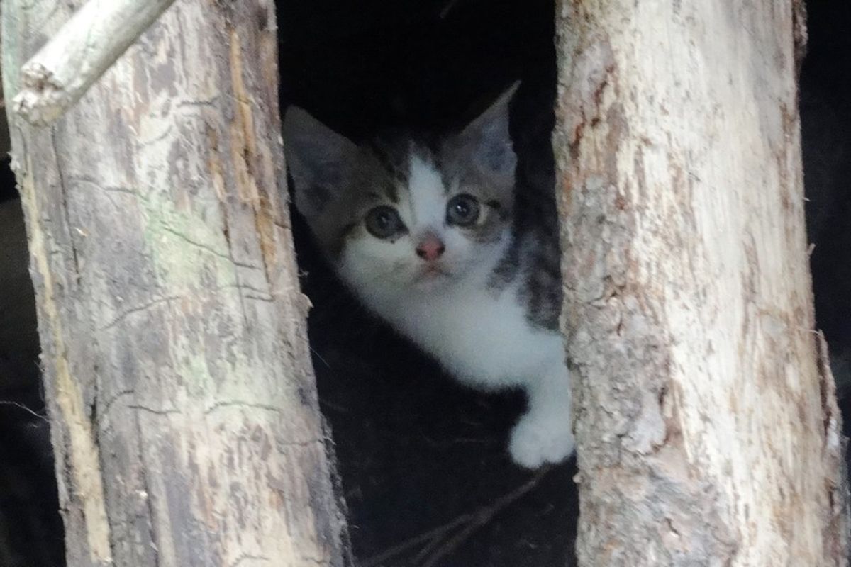 Feral Kittens From Fear to Love and Trust