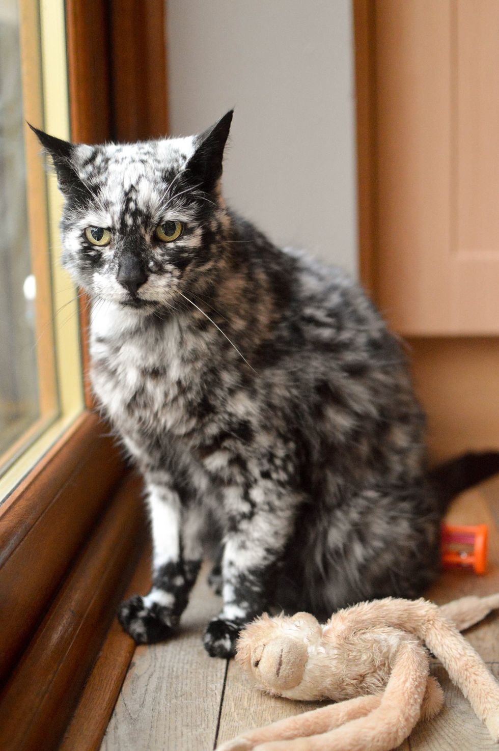 19 Year Old Cat Grows Snowflake Pattern From His Dark Black Coat Over A