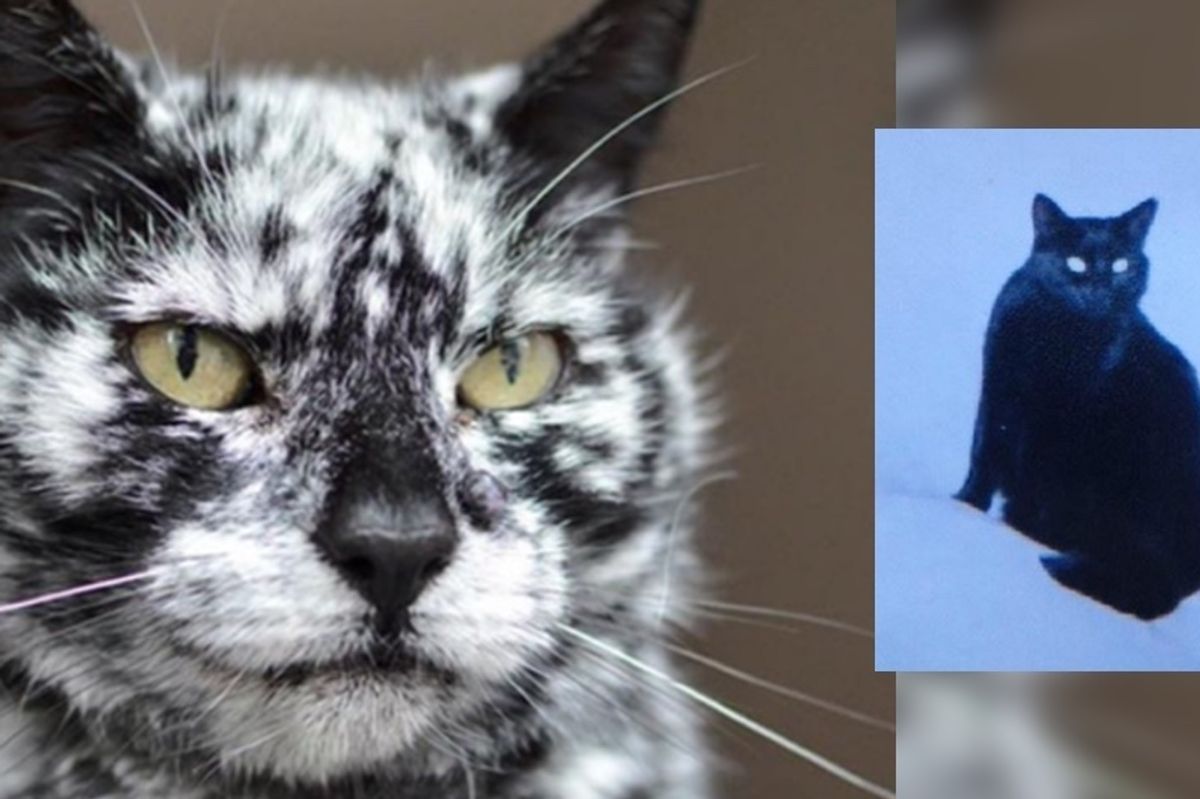 19 Year Old Cat Grows Snowflake Pattern from His Dark Black Coat Over a Decade