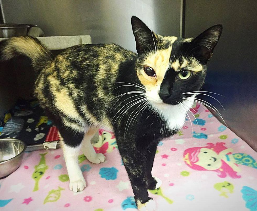 Calico Cat Shows Incredible After She Was Found Shot in Eye