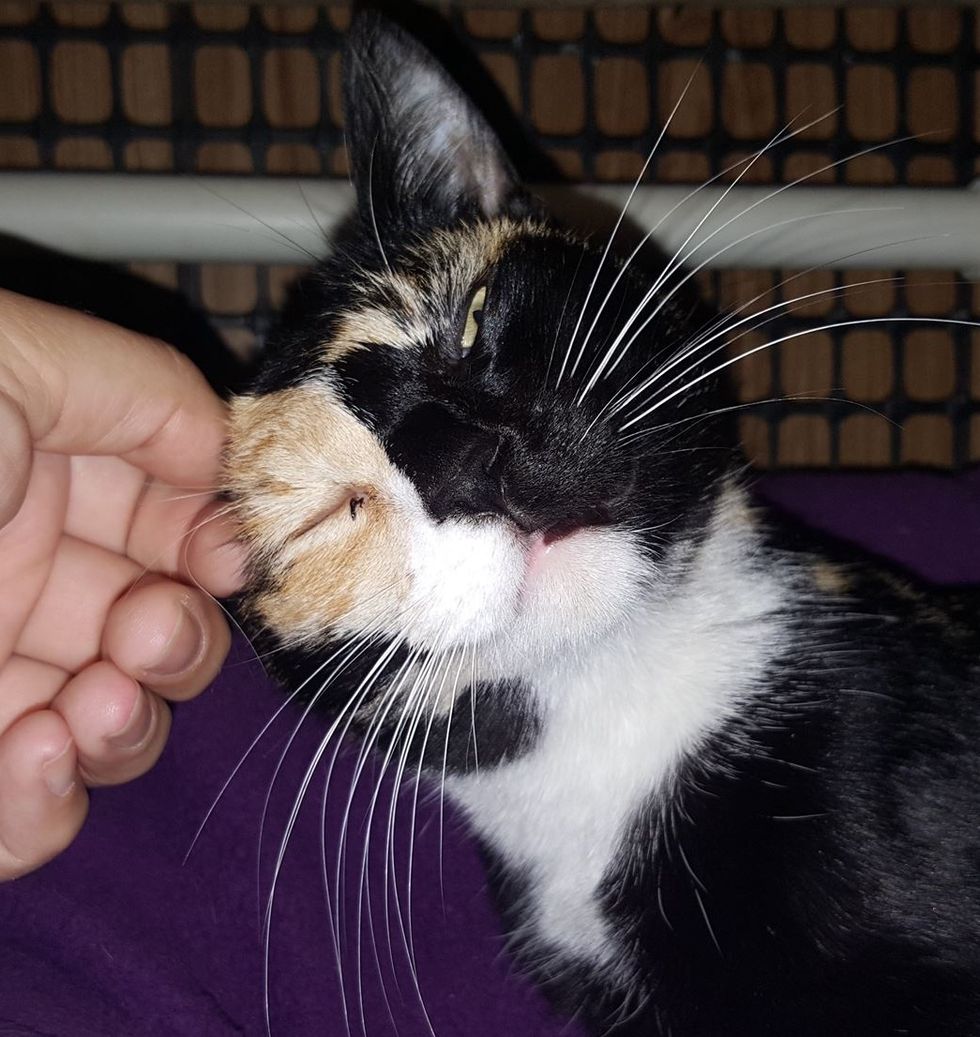 Calico Cat Shows Incredible Forgiveness After She Was Found Shot in Eye