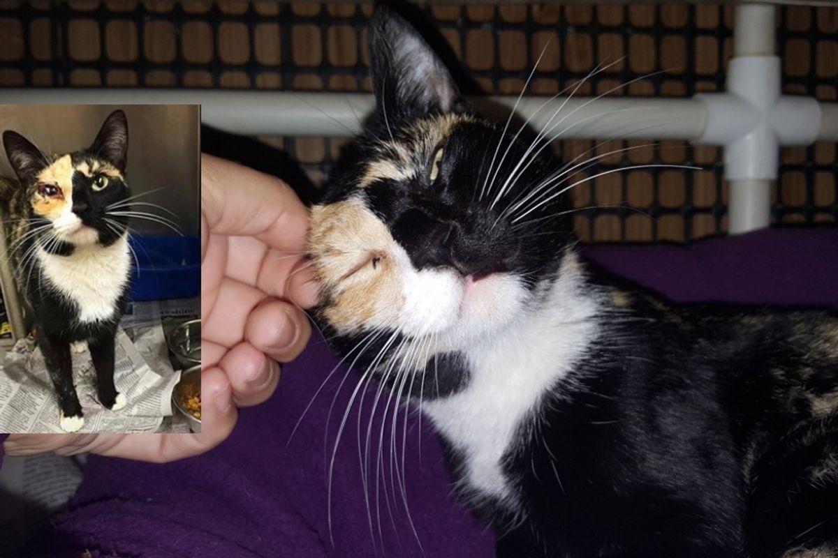 Calico Cat Shows Incredible Forgiveness After She Was Found Shot in Eye