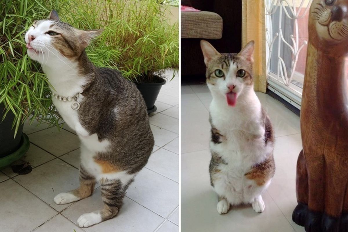 Cat with Only Two Back Legs Surprises Everyone With What He Can Do