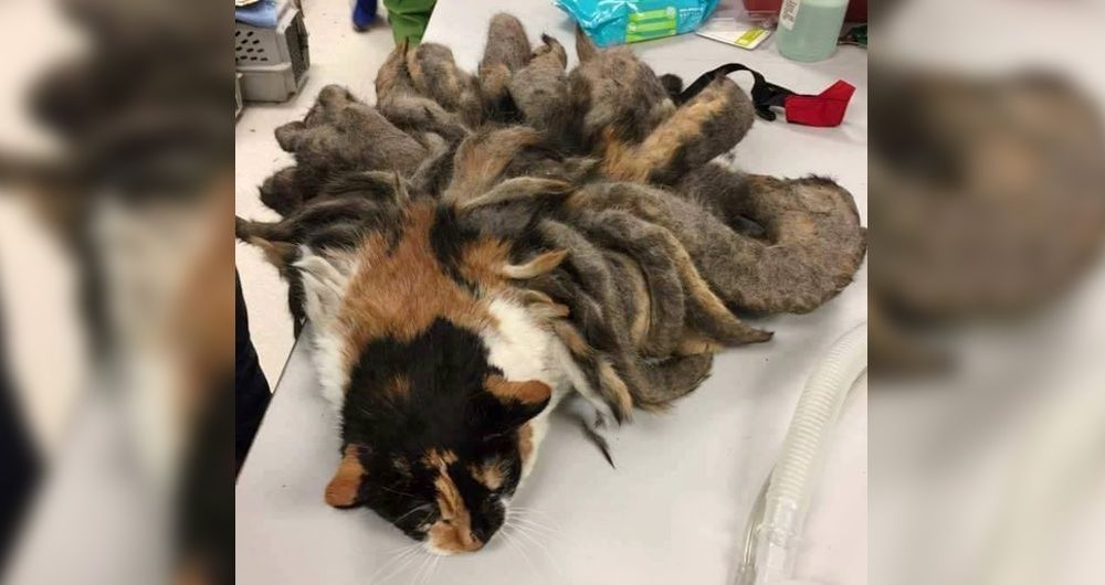 How to shave a cat with matted fur