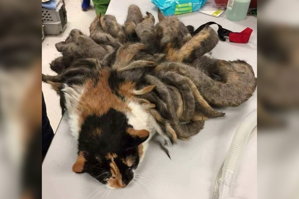 Cat with Pounds of Matted Fur Looks Like Octopus Now Gets It All Shaved Off (with Updates)