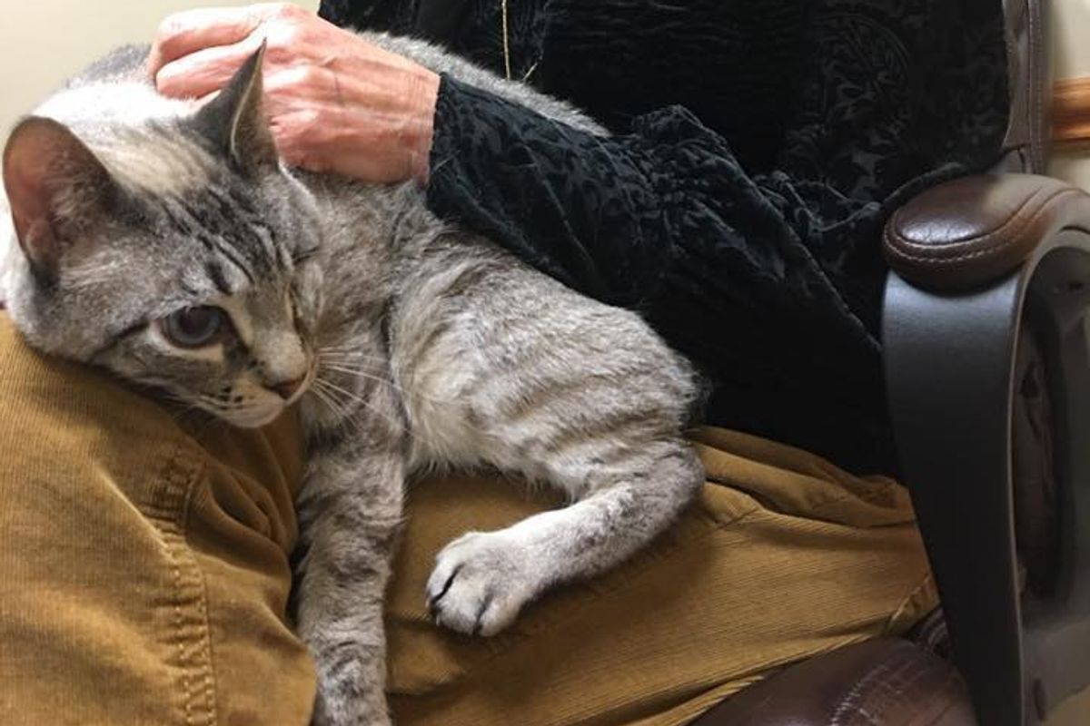 After Waiting for 1.5 Years, 8-year-old One-eyed Cat Got His Wish This Christmas