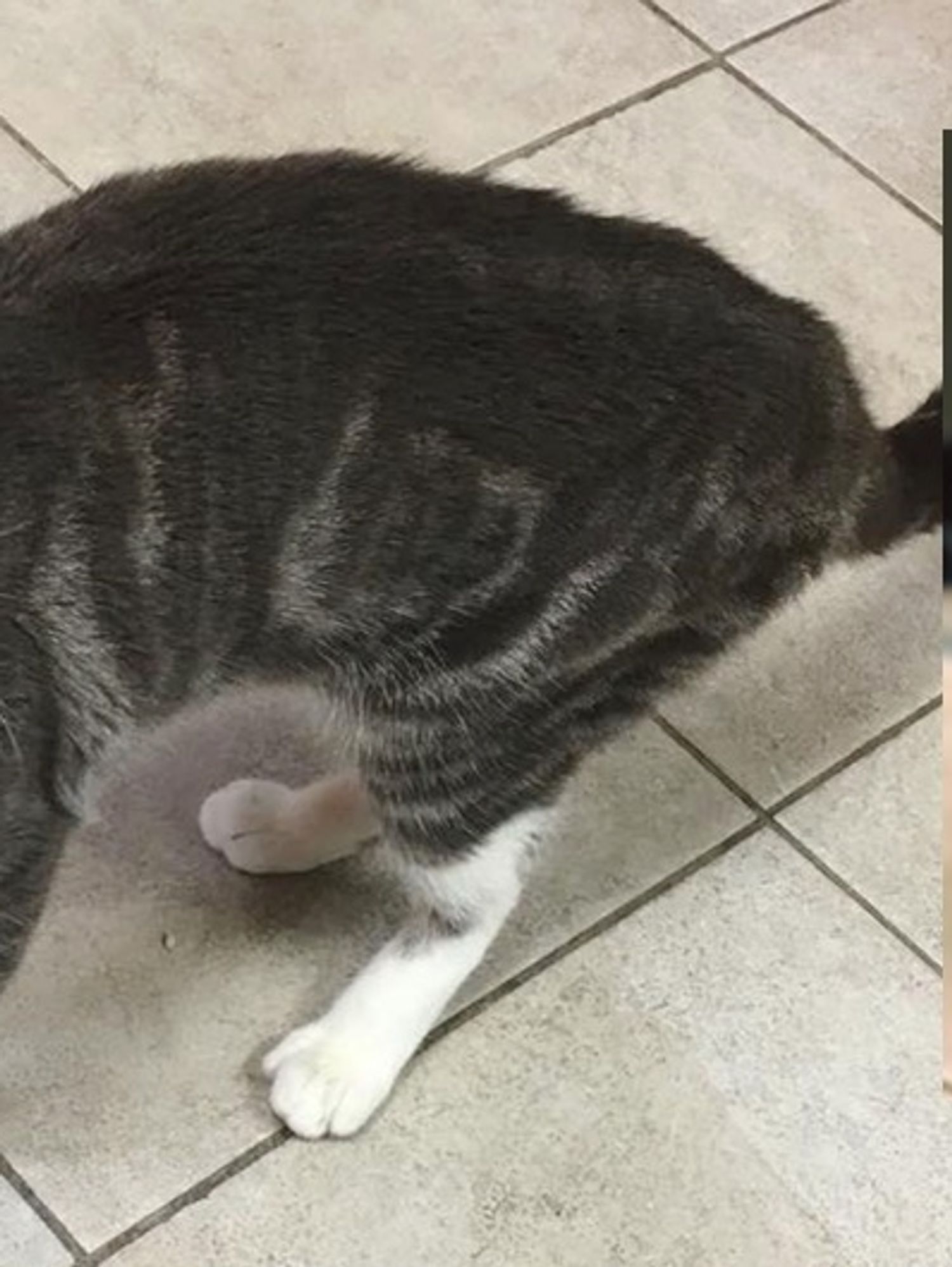 Cat with Baseball Sized Tumor Gets Her Beautiful Smile Back (with