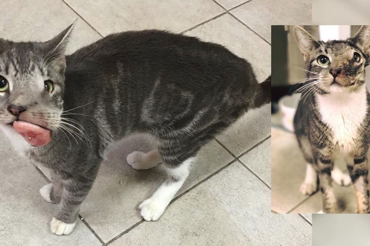 Cat with Baseball Sized Tumor Gets Her Beautiful Smile Back (with Updates)