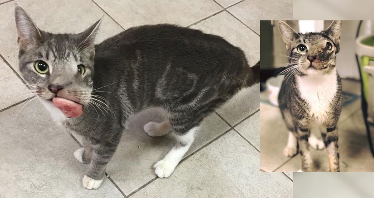 Cat with Baseball Sized Tumor Gets Her Beautiful Smile Back (with Updates)