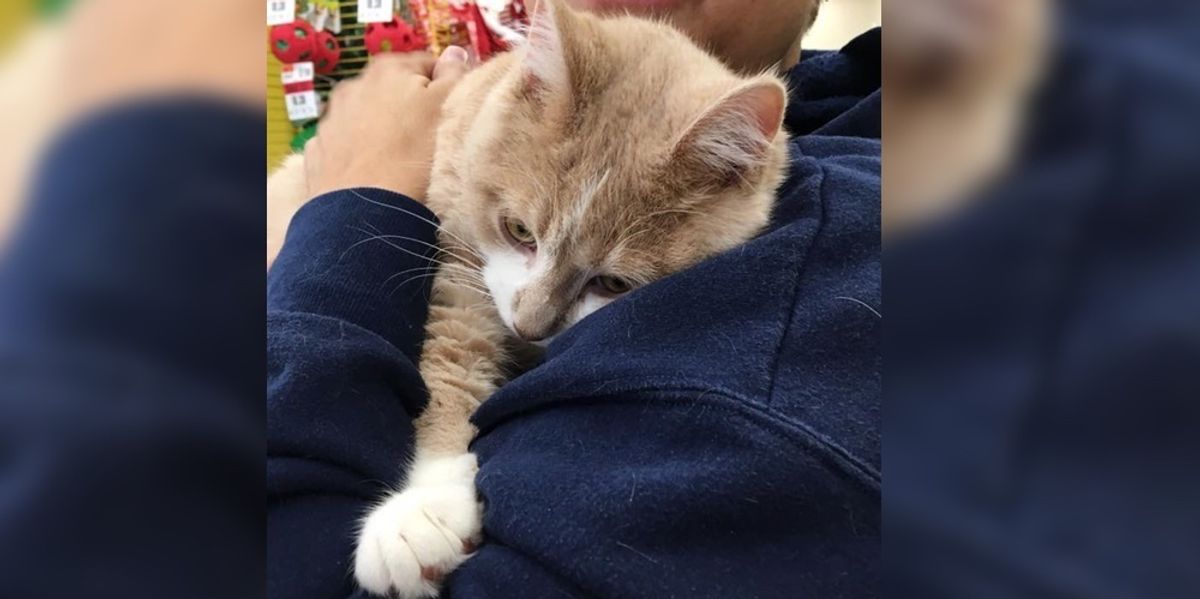 Rescue Cat So Happy to Be Adopted He Can't Stop Hugging His Human