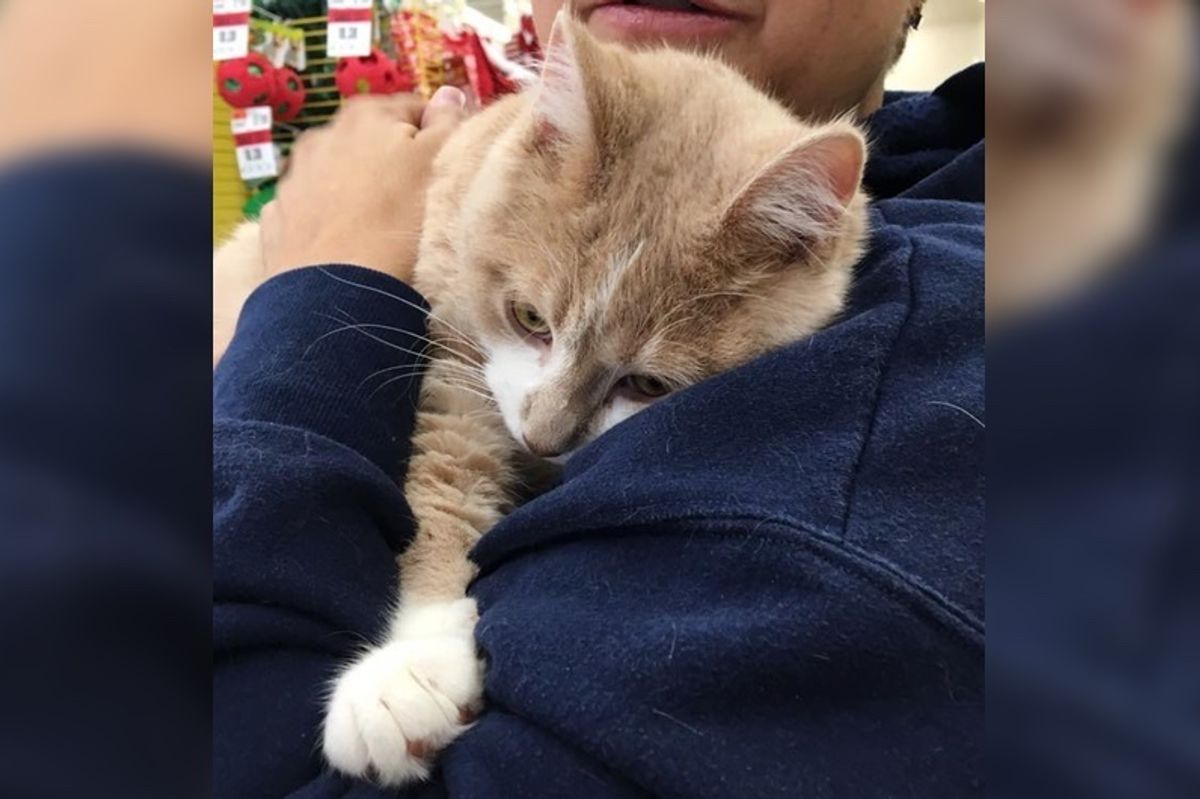 Rescue Cat So Happy to Be Adopted He Can't Stop Hugging His Human...