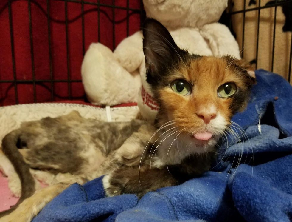 14 Year Old Cat Weighed Same as 4 Month Old Kitten, But A Few Months