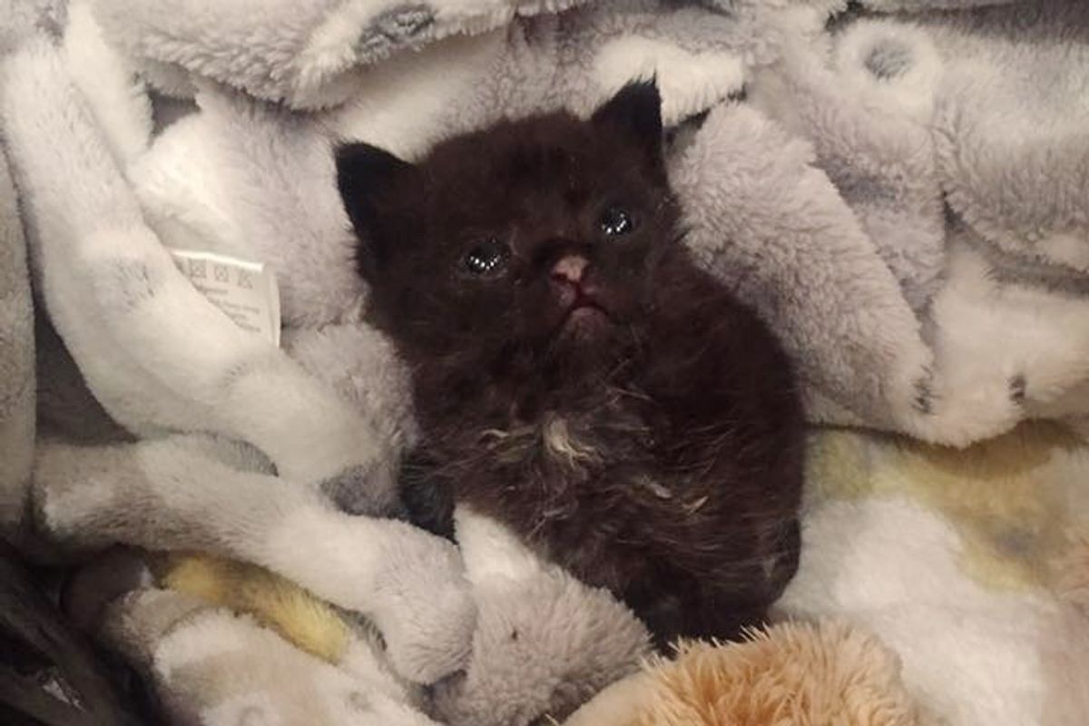 Kitten Found in Wooden Reel Survives Despite Having No Food and Water for Days