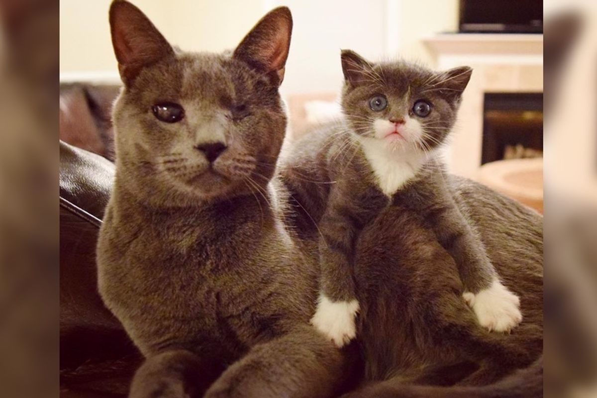 Feral Kittens Saved from Terrible Snow Storm Find Love from One-Eyed Uncle