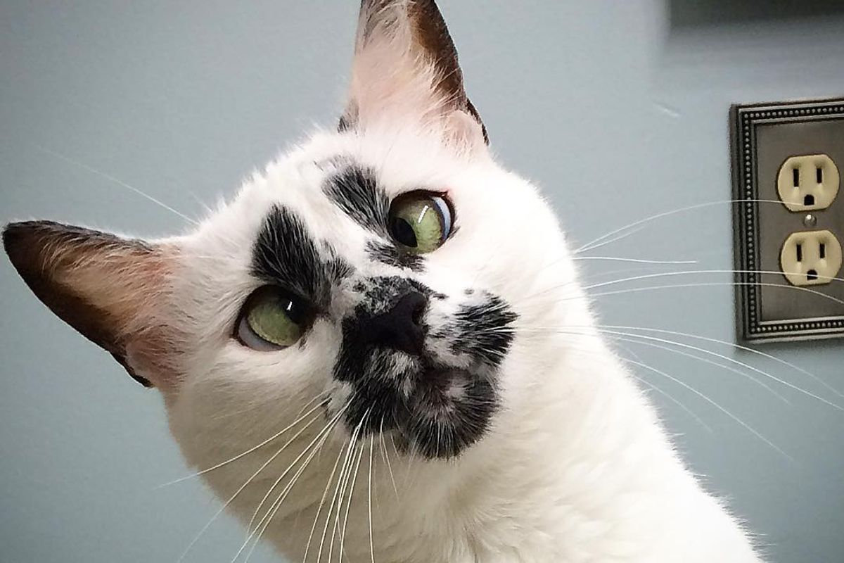 Stray Cat with Unique Face Begs Her Rescuer to Keep Her, Then and Now