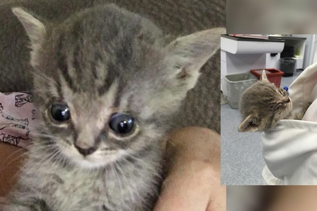 Special Kitten Given a Second Chance Can't Stop Cuddling