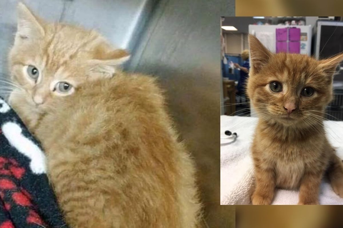 Rescuer Drove Miles to Save Kitten on Christmas Eve, A Day After the Rescue...