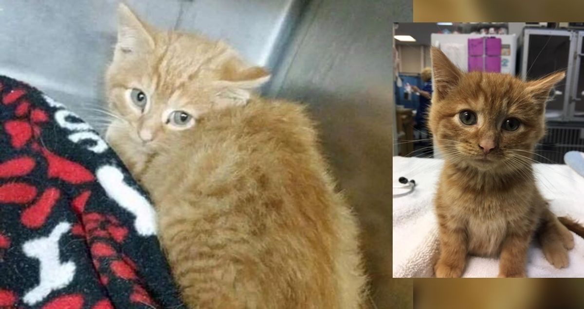 Rescuer Drove Miles to Save Kitten on Christmas Eve, A Day After the Rescue...