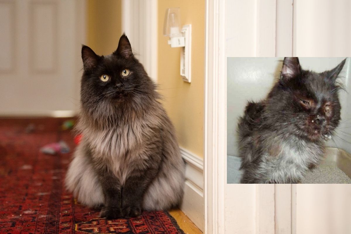 Cat Rescued from Terrible Condition Surprises Rescuers With His Glorious New Fluff