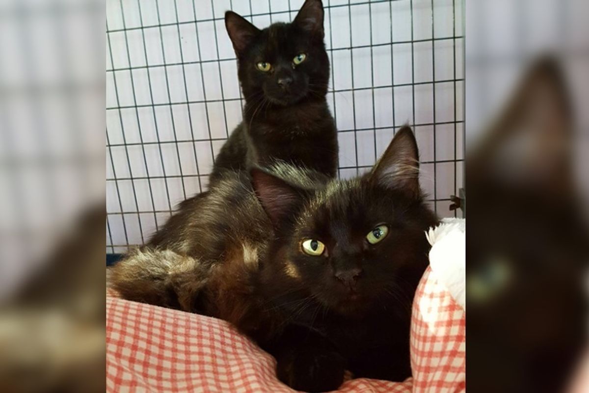 Shelter Cat Sneaks in Another Kitty's Cage So They Can Be Together