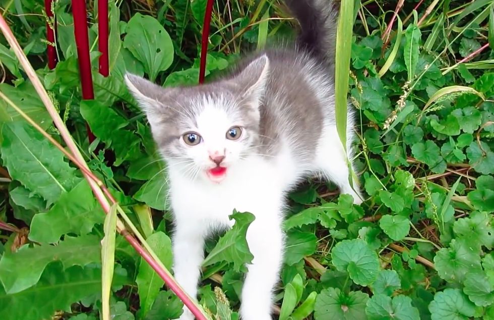 Feral Kitten Goes from Hissing Out of Fear to Purring for Snuggles in ...