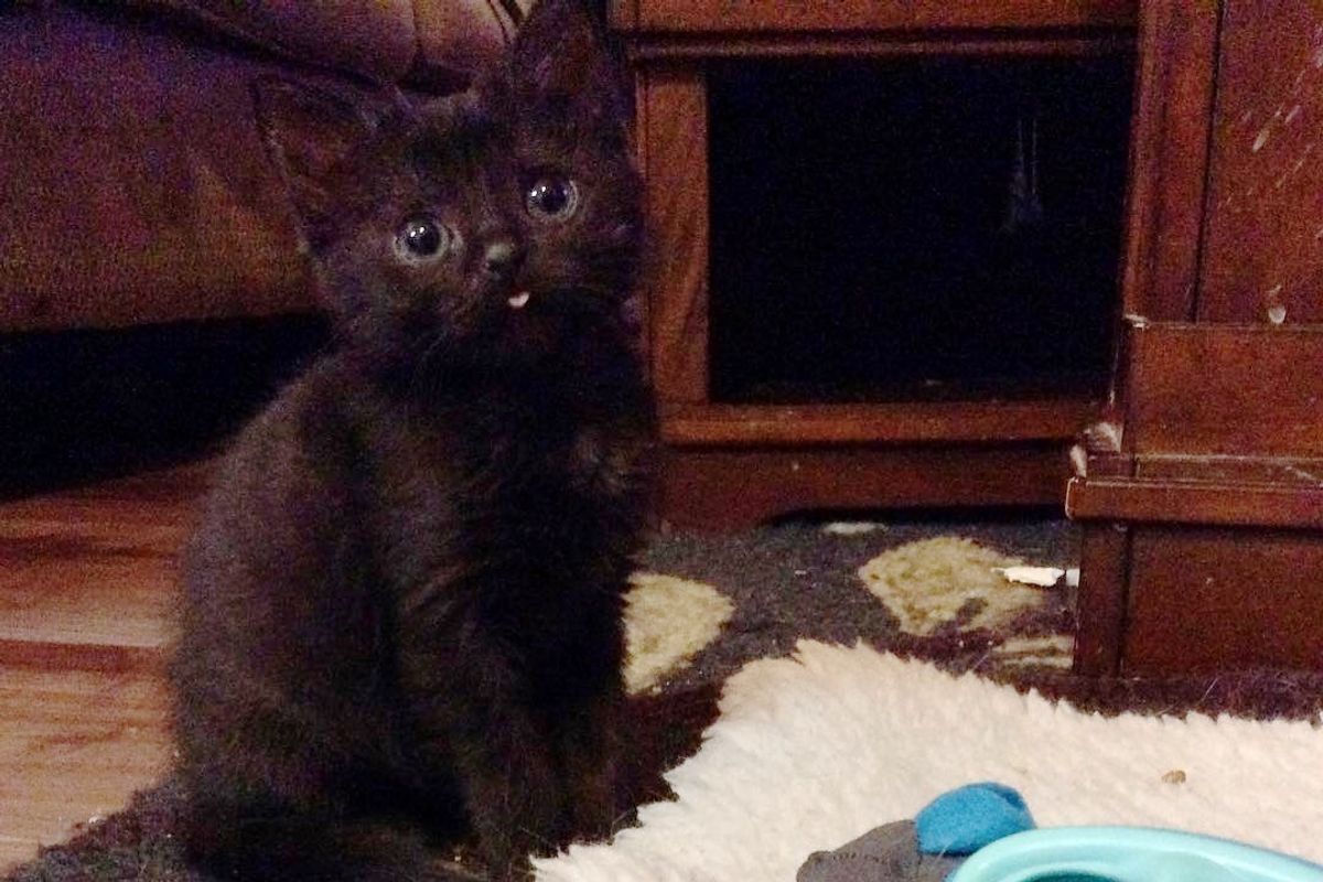 Woman Took a Chance on Micro Kitten Who Was Size of a Thumb, Now Months Later...