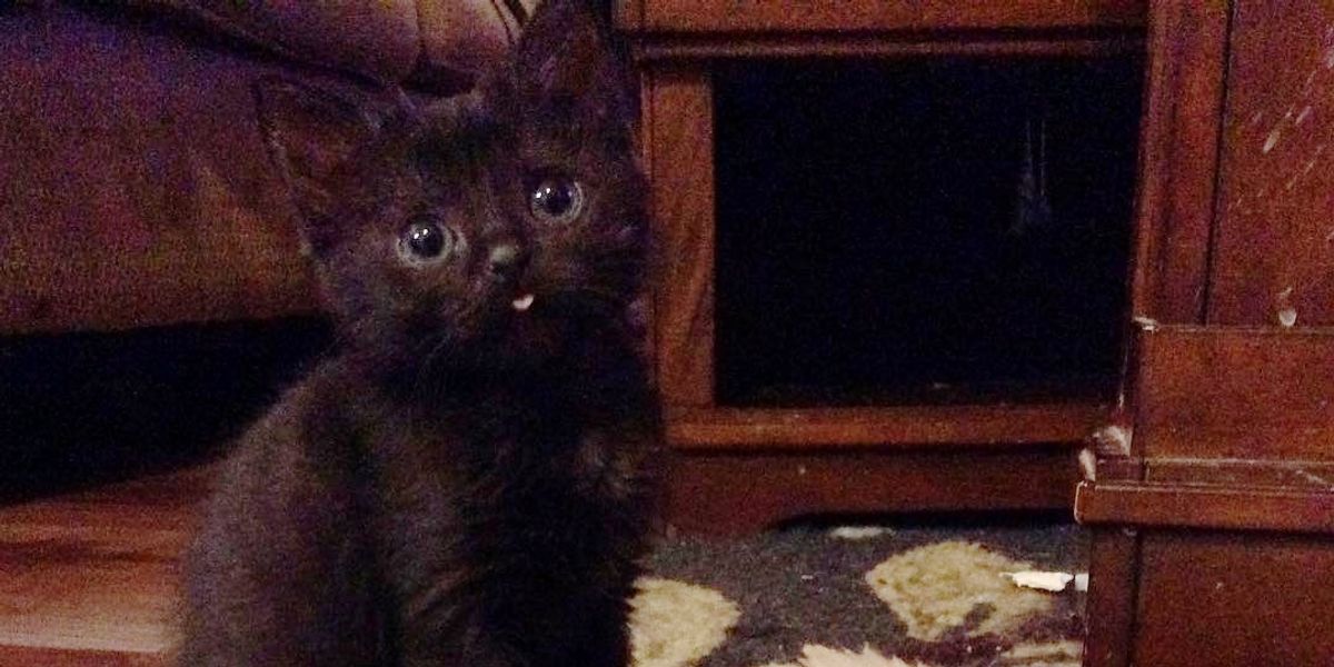 Woman Took a Chance on Micro Kitten Who Was Size of a Thumb, Now Months Later.. (with updates)