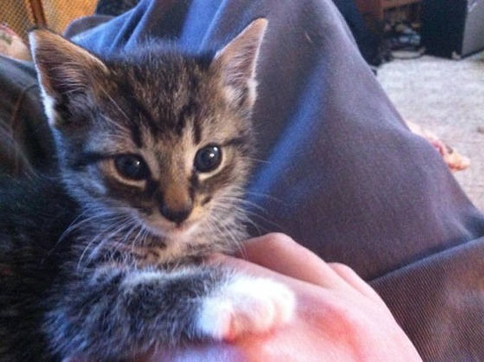 Tiny Stray Kitten Walks Up to Man, Asking to Be Adopted (with Update ...