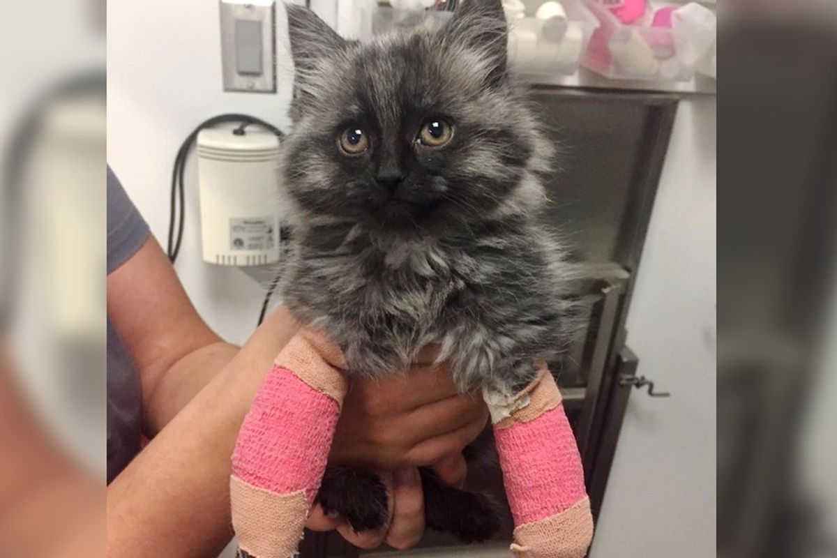 Cat Born with Crooked Front Legs Gets a Chance to Walk For the First Time, Then and Now