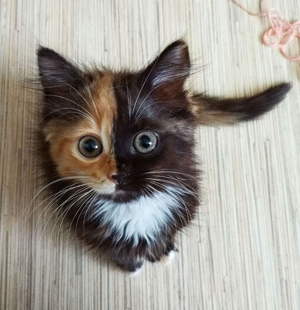 Tortie Cat Rocks Her Purrfect Two Toned Face In These Beautiful Pictures Love Meow,Whats An Infant