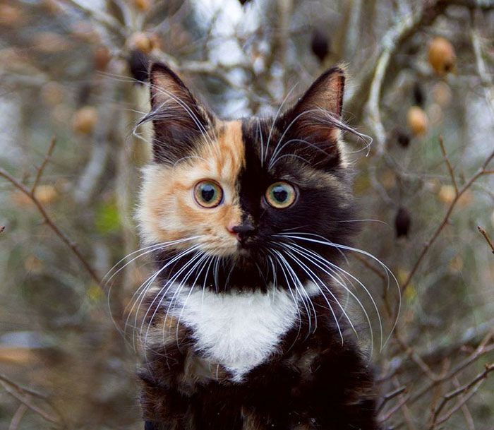 two faced calico cat