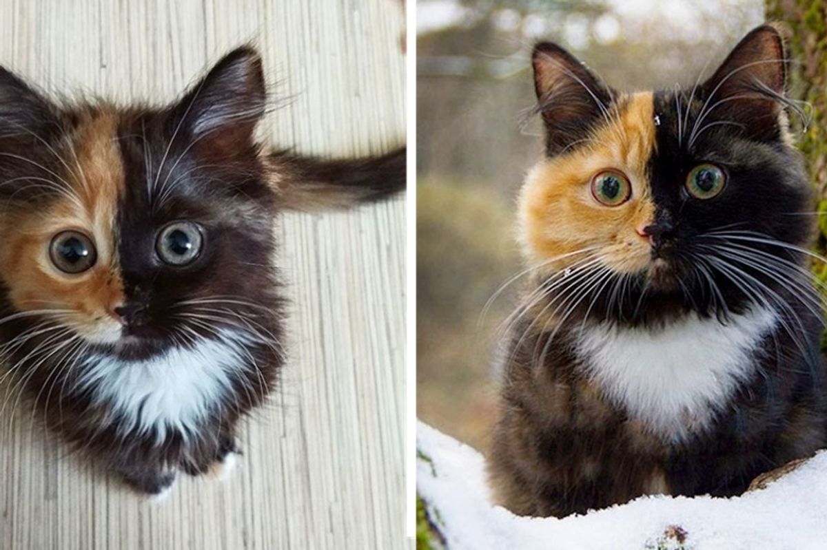 Tortie Cat Rocks Her Purrfect Two-Toned Face in These Beautiful Pictures