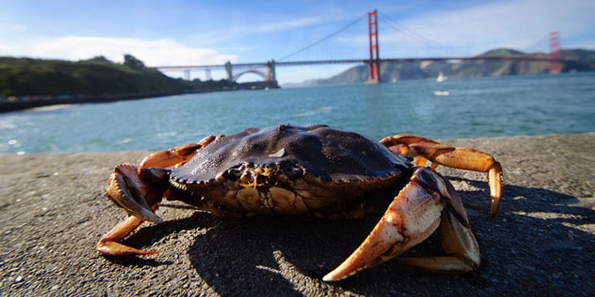 How To Catch Your Own Crab In The Bay Area 7x7 Bay Area