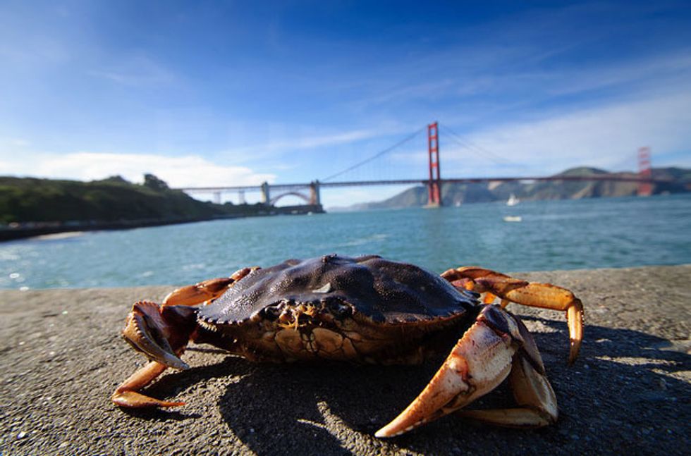 How To Catch Your Own Crab In The Bay Area 7x7 Bay Area