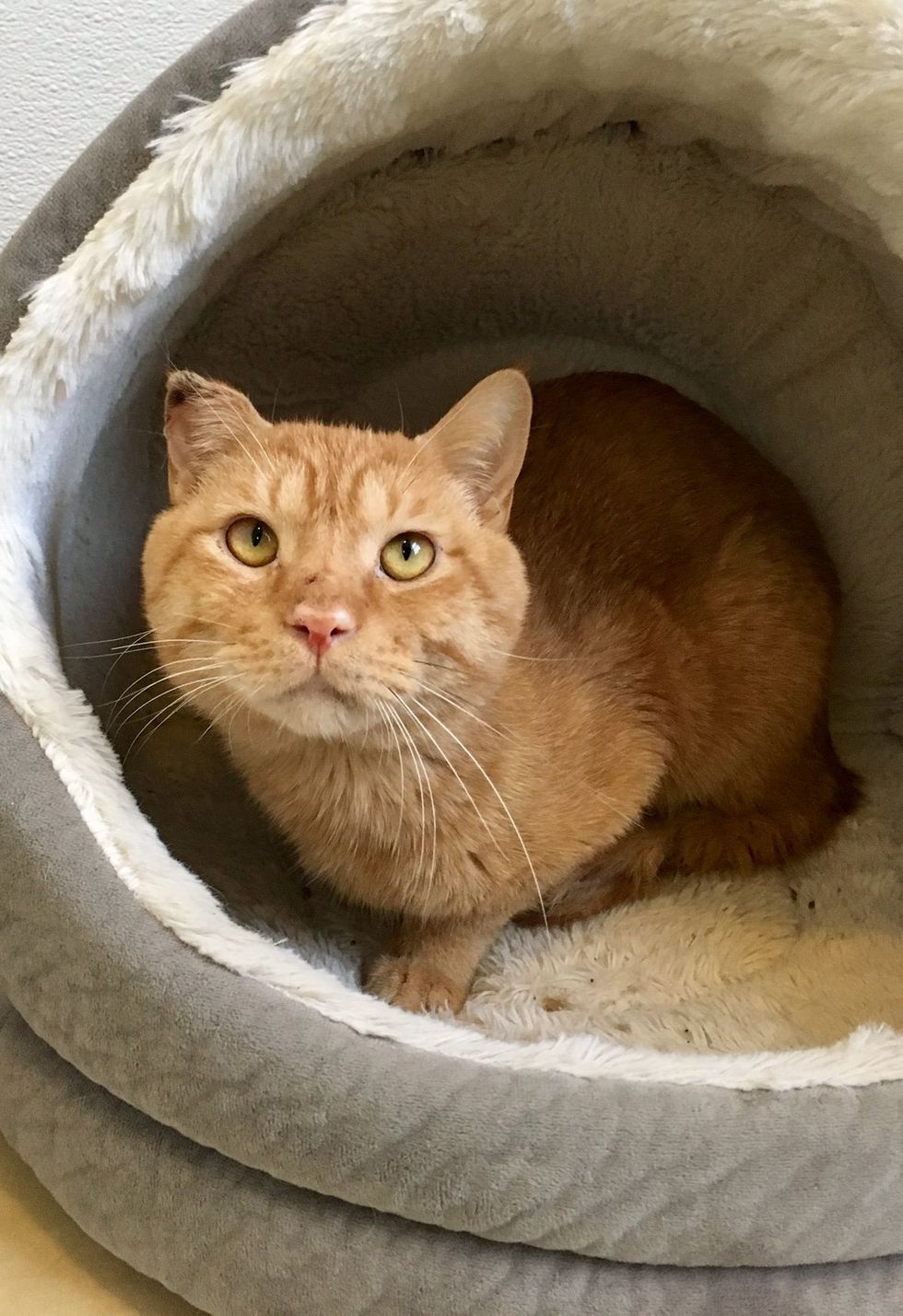 Three Bonded Cat Brothers Survive Bitter Cold by Sticking Together ...